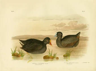 Dyster sothöna eller mörk sothöna, 1891